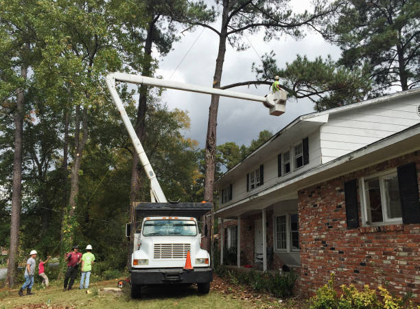 How Our Tree Care Process Works  in  Carlin, NV